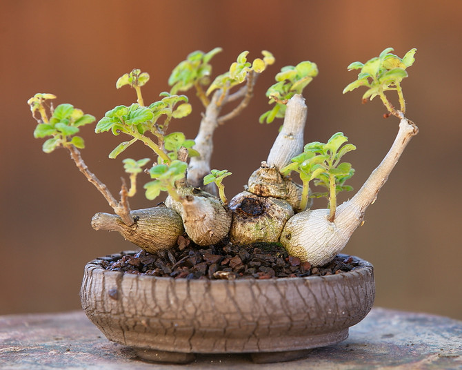 Propriétés utiles du plectrantus à la menthe