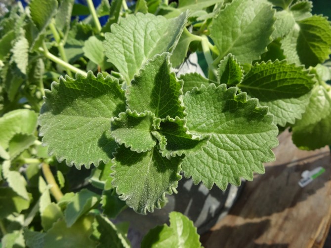 Plectrantus pousse très rapidement et consacre toute son énergie à la constitution de la partie foliaire.