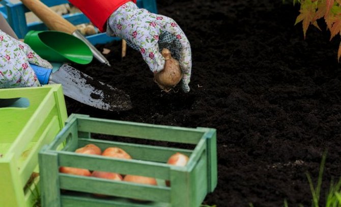 Dans quelles conditions stocker et quand commencer la plantation?