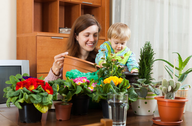 Plantes et fleurs d'intérieur sûres