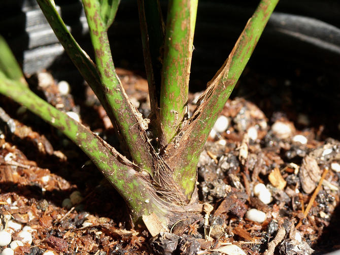 Le top dressing n'est utilisé que pendant la période printemps-été et il n'est pas recommandé d'appliquer des engrais de septembre à mars.