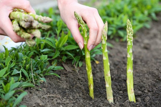 Description des asperges