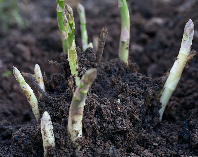 Règles d'entretien des asperges