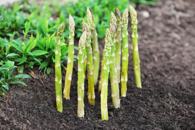 Comment la culture et le soin des asperges sont-ils effectués? Instructions photo, vidéo