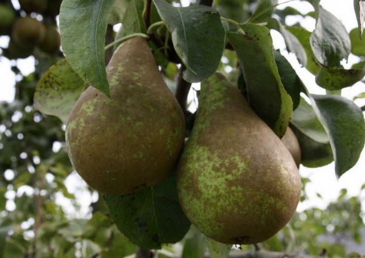 Poire Bere Ardanpon