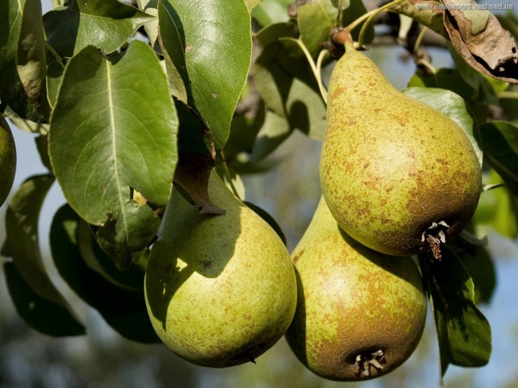 Poire domestique