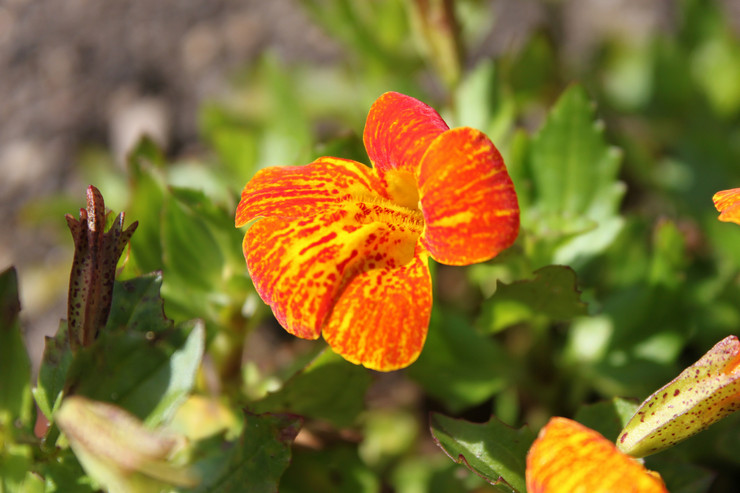 Mimulus ou rouge à lèvres - plantation et soins en plein champ. Cultiver du mimulus à partir de graines dans le jardin et à la maison. Description, types. Une photo