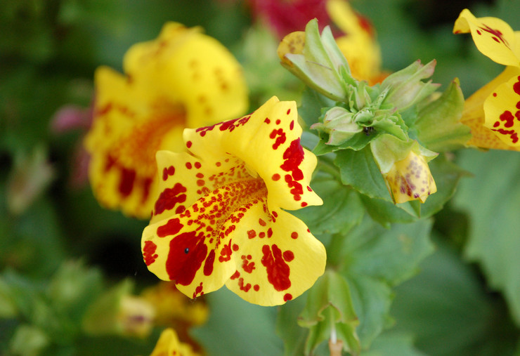 Types populaires de mimulus