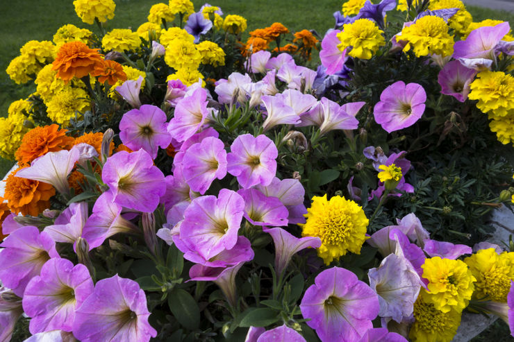 Fleurs de jardin vivaces qui fleurissent tout l'été. Description, types. Une photo