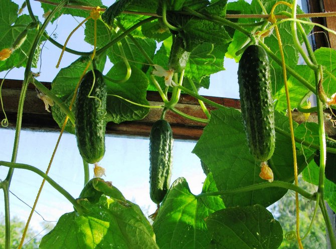 Comment faire pousser des concombres sur le balcon: planter des graines, récolter, cultiver des concombres en hiver