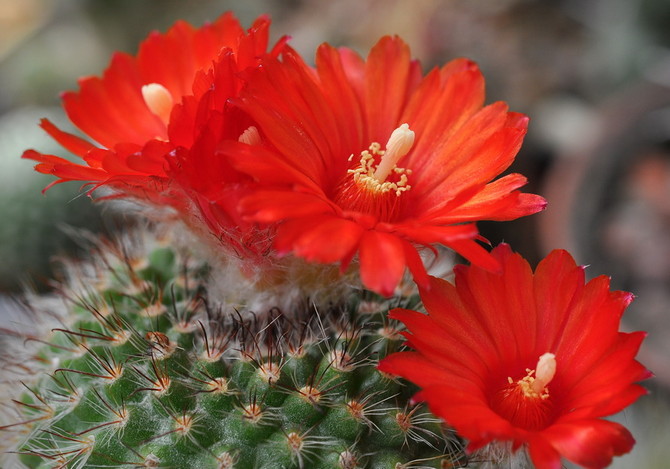 Parodie de cactus - soins à domicile. Culture parodique, transplantation et reproduction. Description, types. Une photo