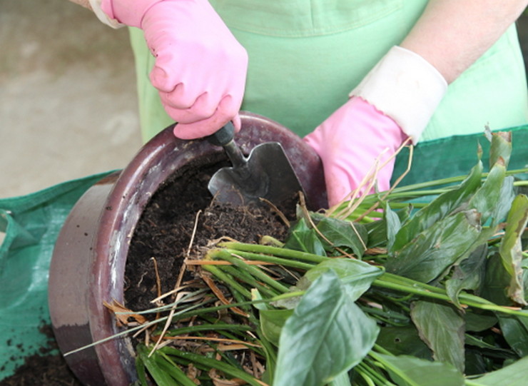 Quand et comment transplanter correctement le spathiphyllum