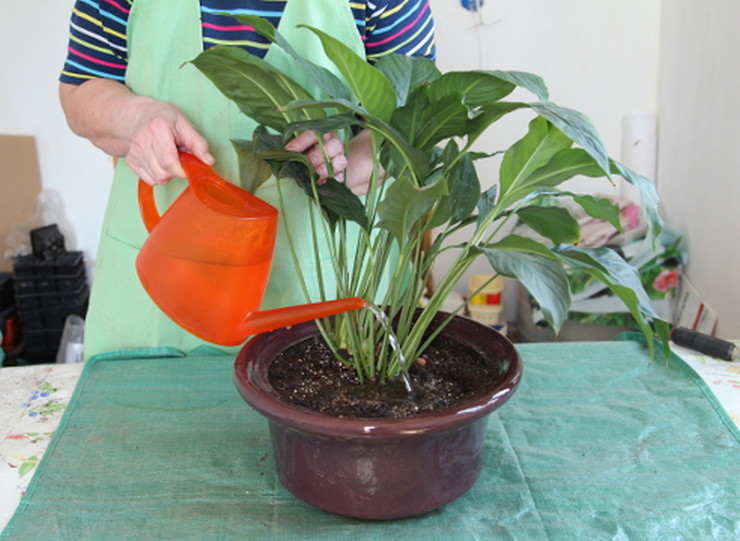 Soin Spathiphyllum immédiatement après la greffe