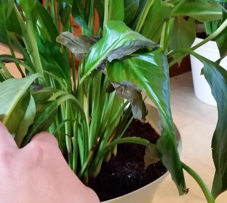 L'eau pour l'irrigation du spathiphyllum ne doit être utilisée qu'à température ambiante et doit être décantée.