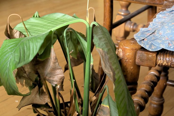 Spathiphyllum: les pointes des feuilles deviennent-elles noires et sèches? Problèmes de croissance du spathiphyllum