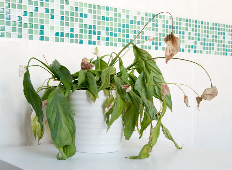 Causes du jaunissement des feuilles de spathiphyllum