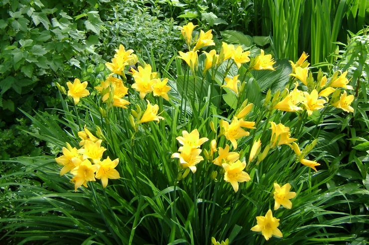 Les plantes vivaces de taille moyenne atteignent une hauteur de 50 à 70 cm.