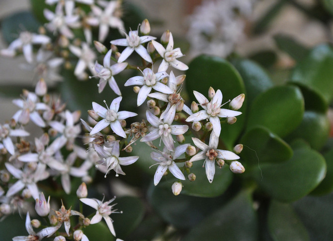 Arbre à argent - floraison: quand commence-t-il et combien de soins sont nécessaires. Pourquoi la grosse femme ne fleurit-elle pas?