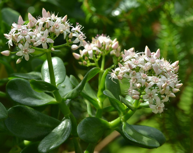 Comment faire fleurir l'arbre d'argent?