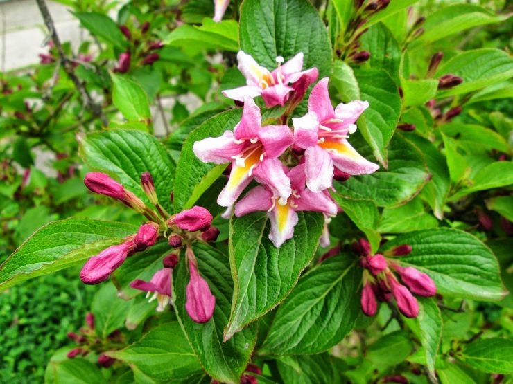 Weigela Floride