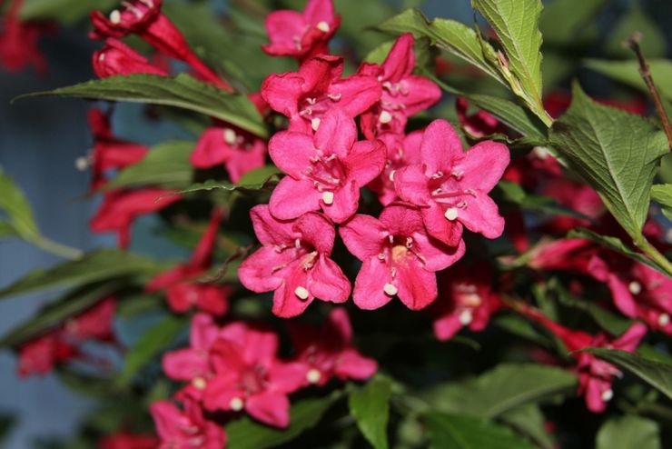 Hybride Weigela