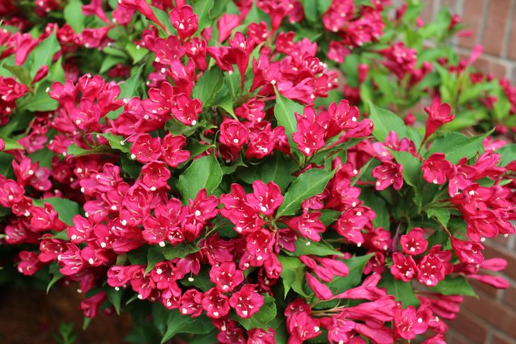 Taille weigela