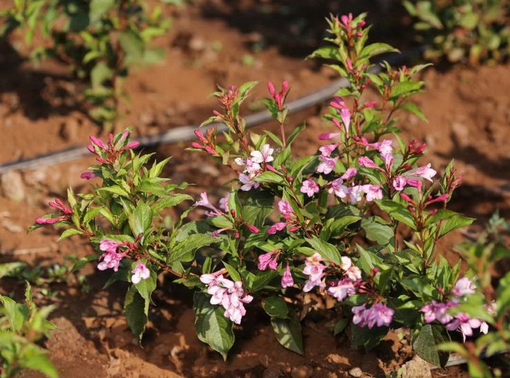 Planter des weigels en pleine terre