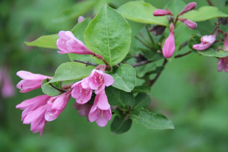 Weigela tôt