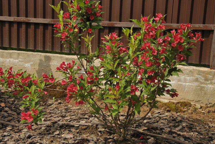 Soins Weigela dans le jardin