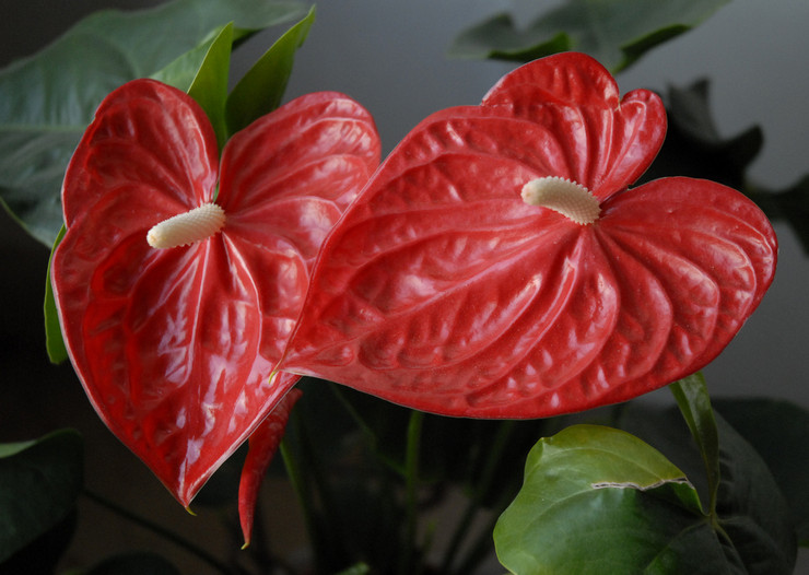 L'anthurium est considéré comme une fleur qui apporte le bonheur, tout d'abord, aux hommes.