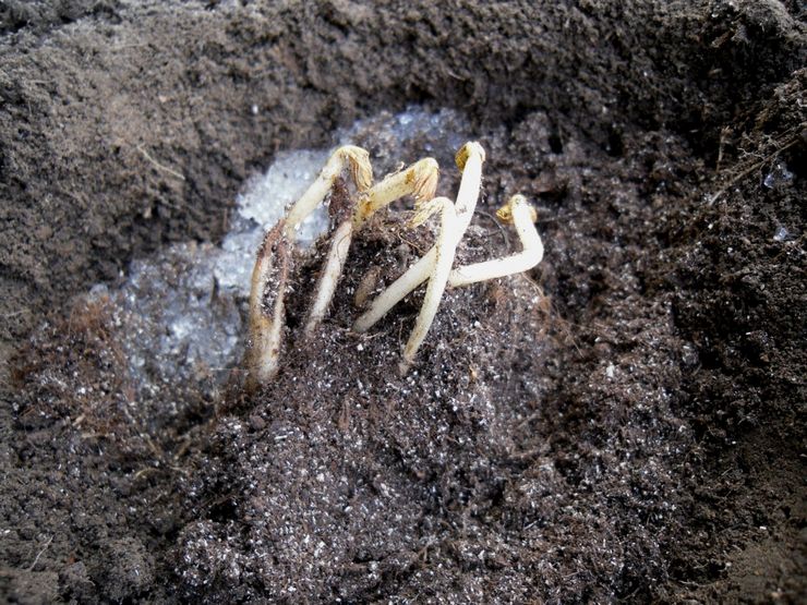 Propagation de fleurs d'Astilba