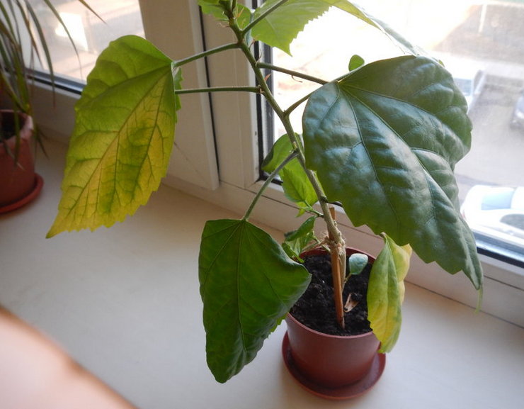 Pourquoi les feuilles d'hibiscus jaunissent et tombent