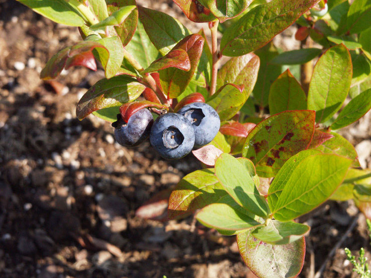 Des vinaigrettes opportunes et correctement sélectionnées augmentent considérablement le rendement des fruits et améliorent l'appétence des myrtilles