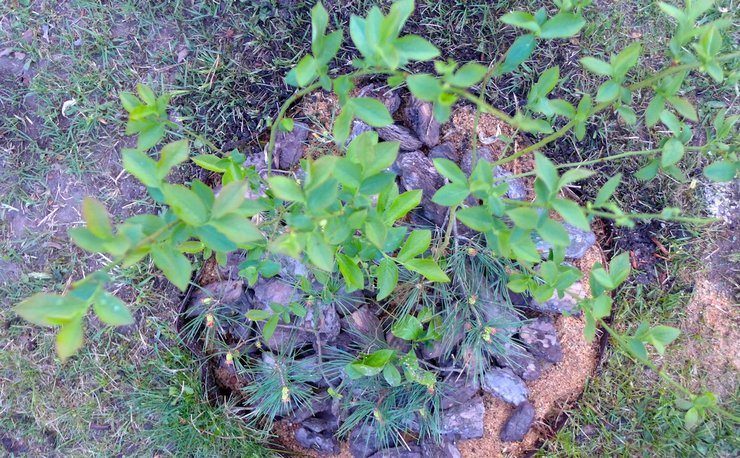 Règles de plantation pour les bleuets de jardin