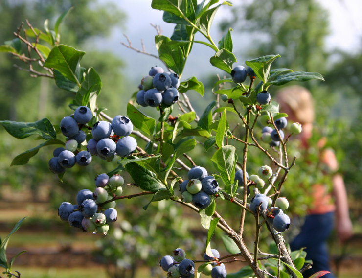 Myrtille de jardin - ses types et ses caractéristiques de culture