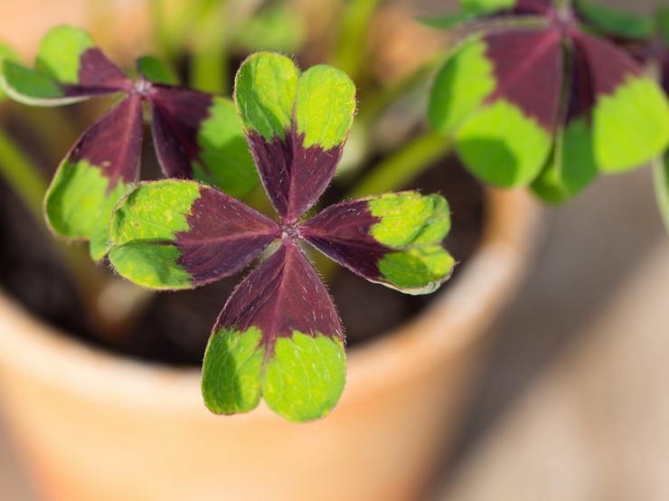 Oxalis ou oxalis indoor est une plante d'intérieur herbacée qui porte chance et chance dans tous les domaines.