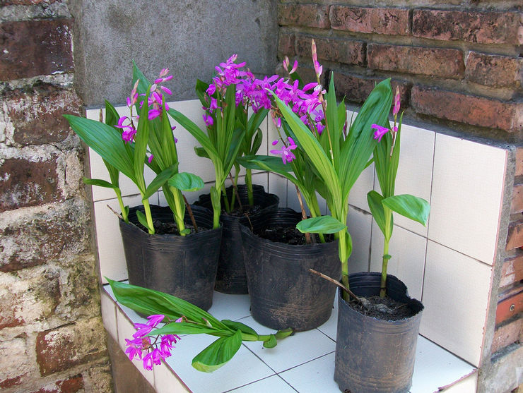 Jacinthe Bletilla