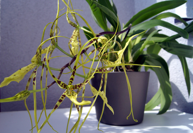 Brassia verruqueux