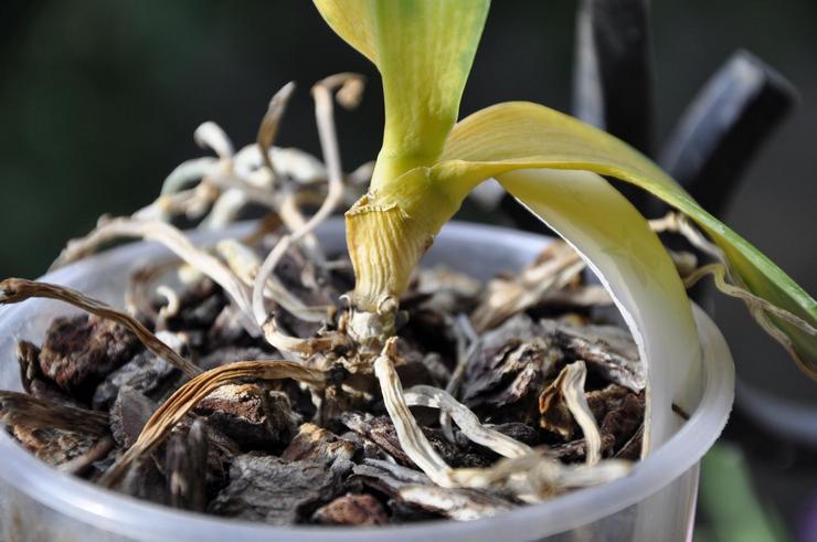 Problèmes et difficultés à prendre soin des orchidées