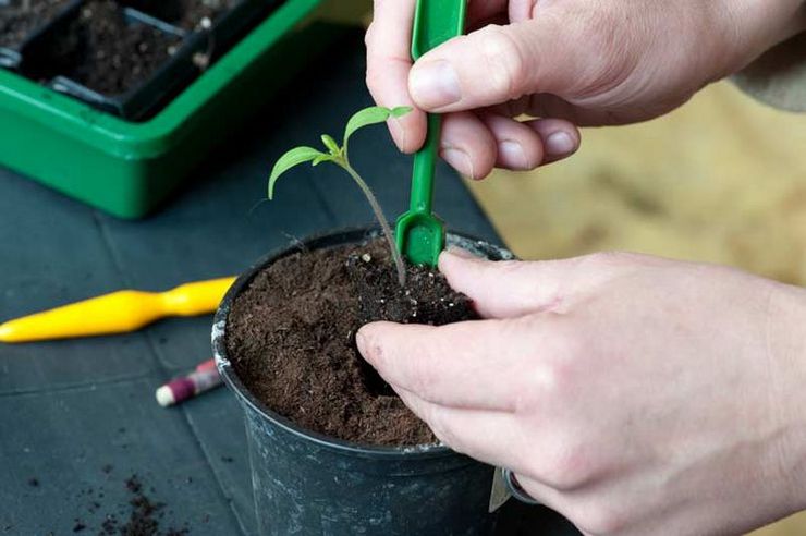 Réaliser le processus de plongée des tomates