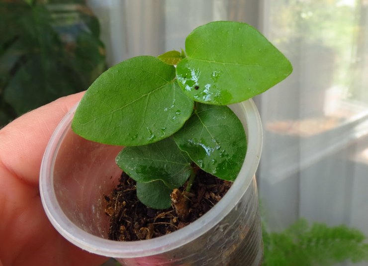 Reproduction de ficus nain