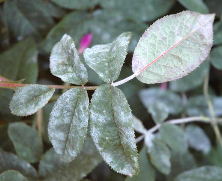 Oïdium sur les rosiers grimpants