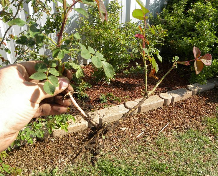 Planter une rose grimpante au printemps