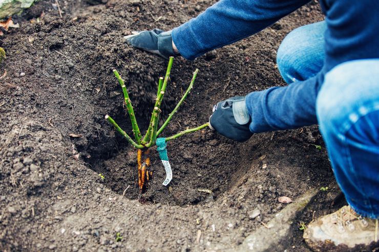 Planter des rosiers grimpants en pleine terre