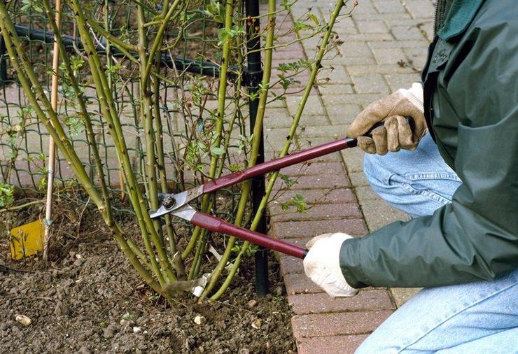 Rosiers grimpants après la floraison