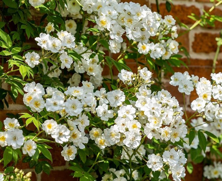 Recteur de randonnées de roses grimpantes