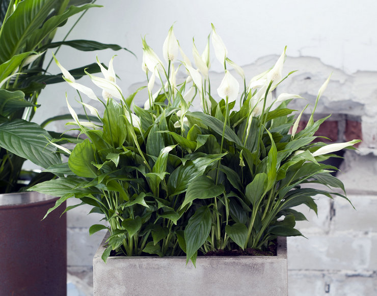 Spathiphyllum est la fleur la plus populaire qui apporte le bonheur à la maison, ou plutôt le bonheur féminin.