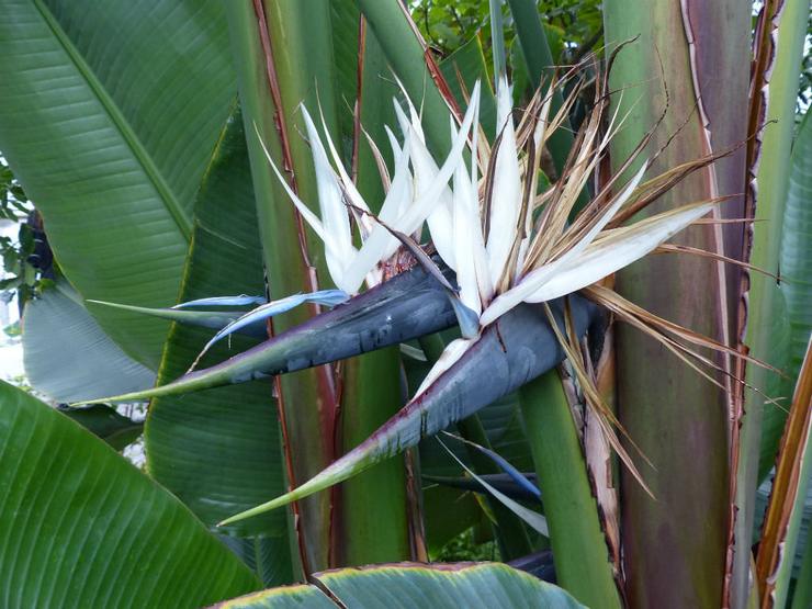 Strelitzia Augustus, ou strelitzia blanche