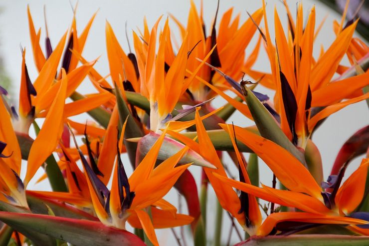 Strelitzia de montagne