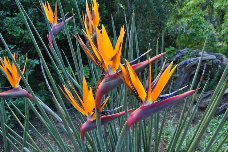 Anche Strelitzia